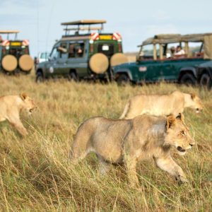 Kenya-Safaris Kenya-Safaris